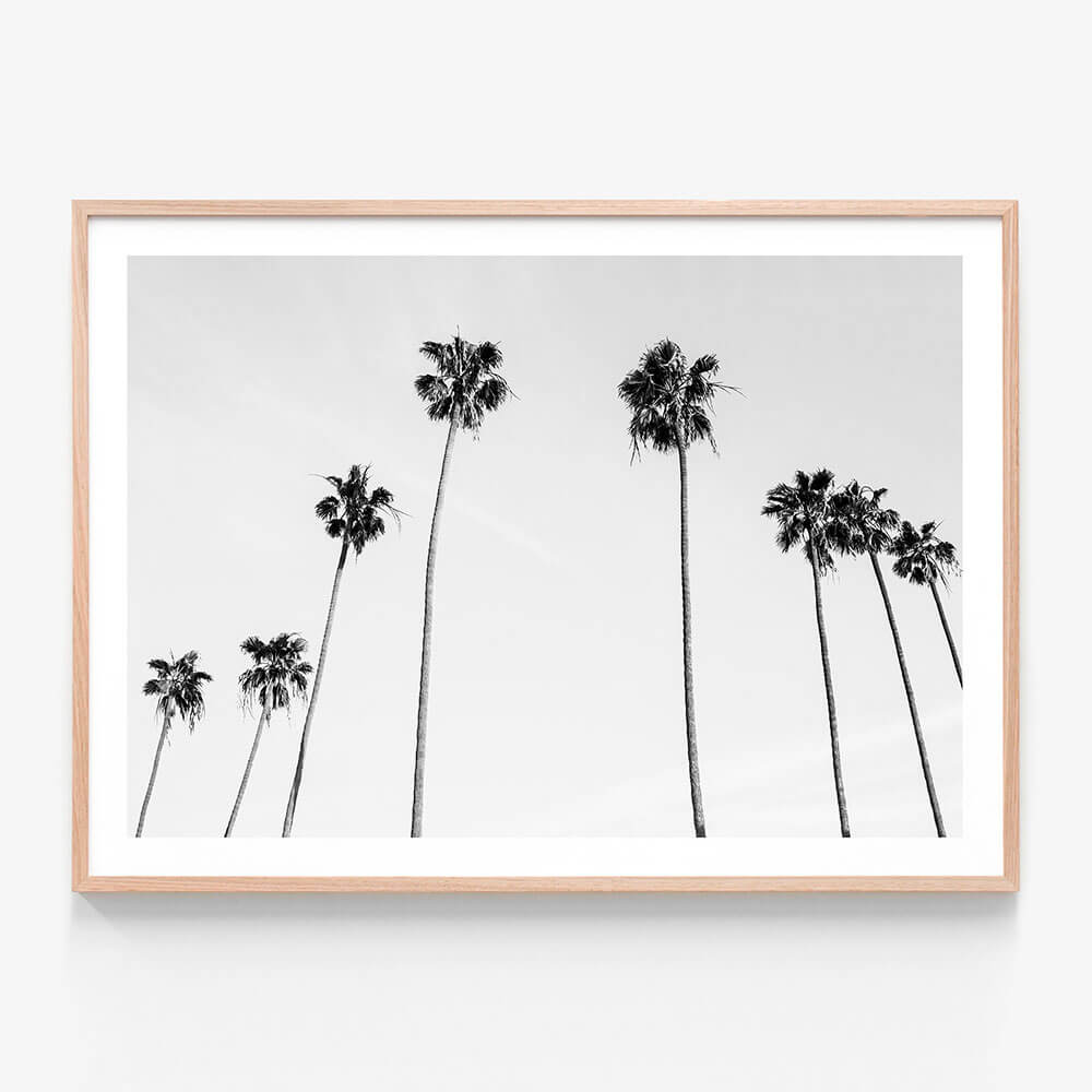 Palm View B&W