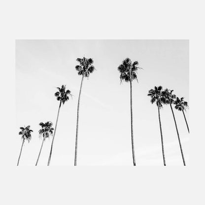Palm View B&W