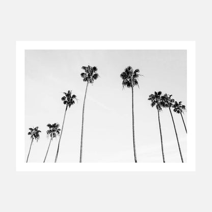 Palm View B&W