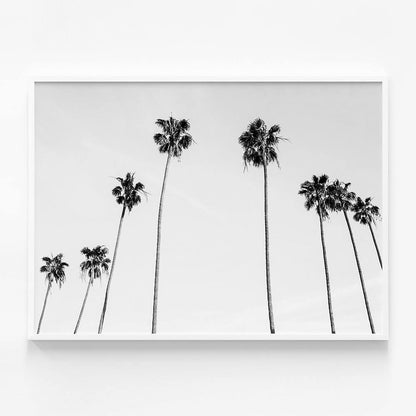 Palm View B&W