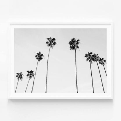 Palm View B&W
