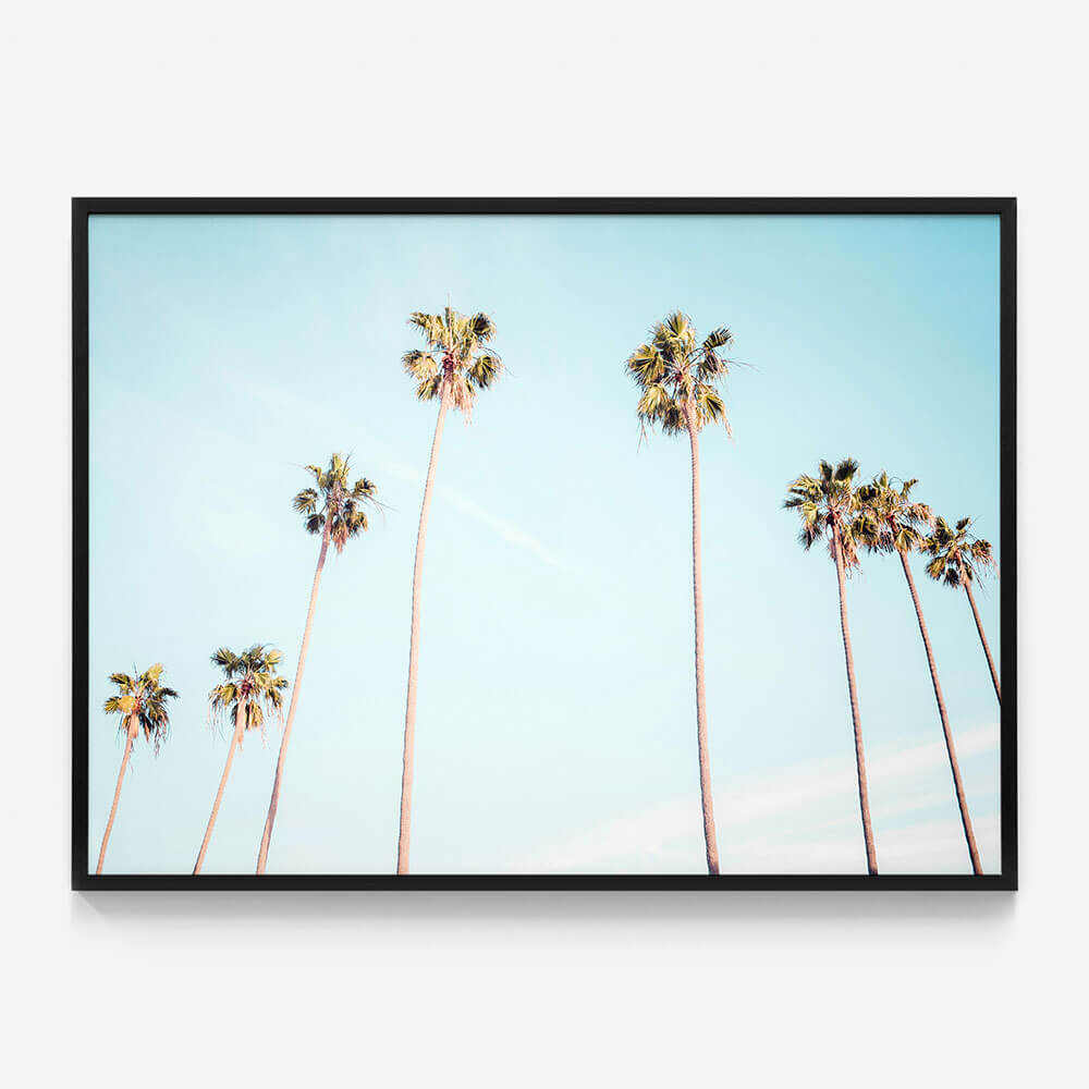 Palm View