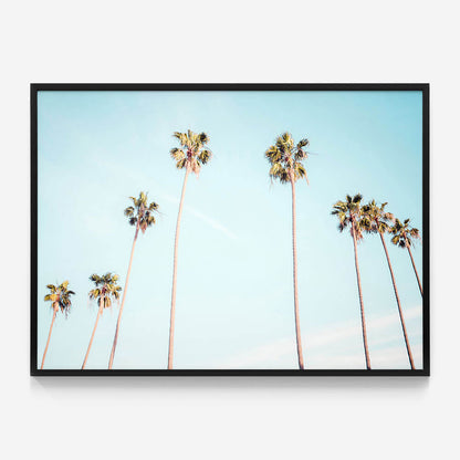 Palm View