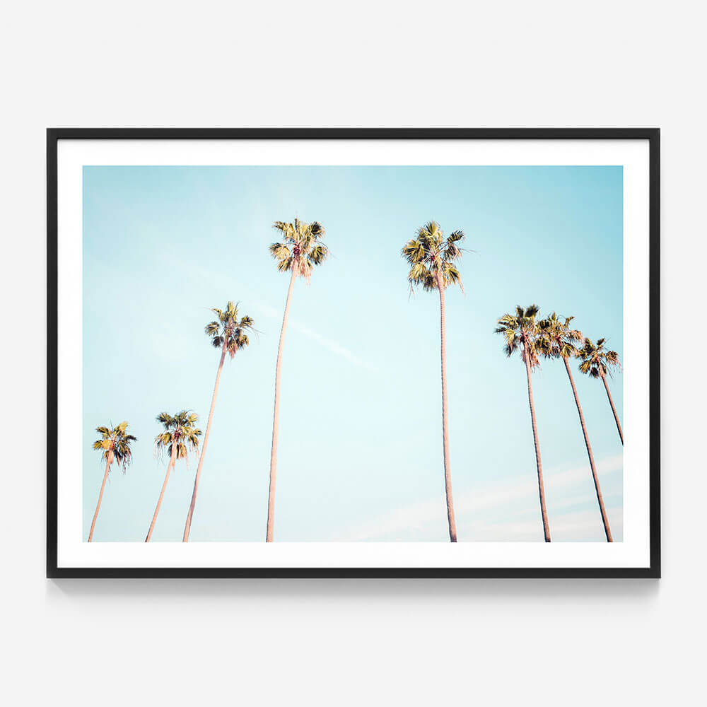 Palm View