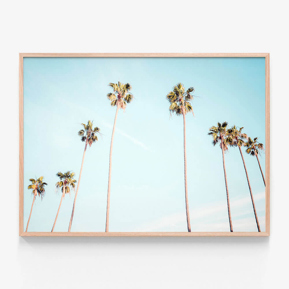 Palm View