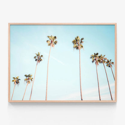 Palm View