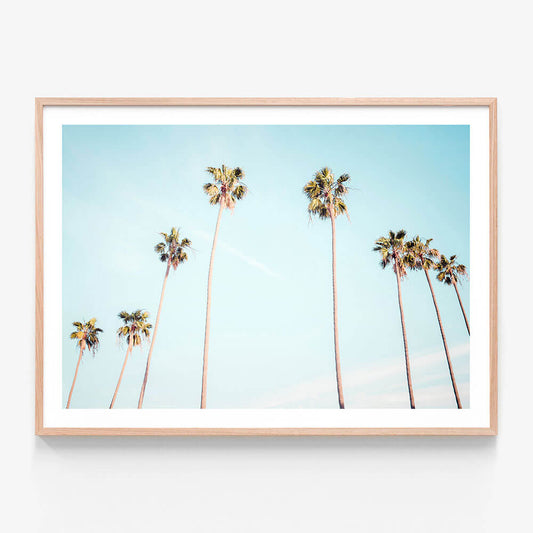 Palm View