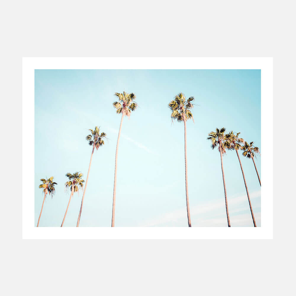 Palm View