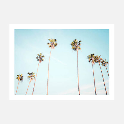 Palm View