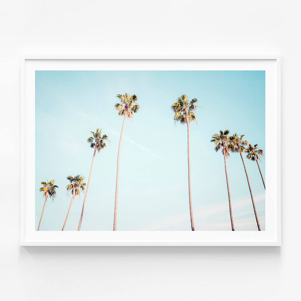 Palm View