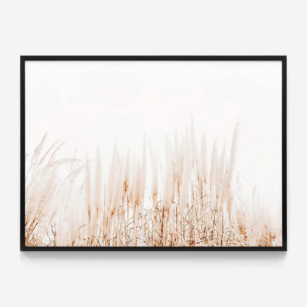 Pampas Grass