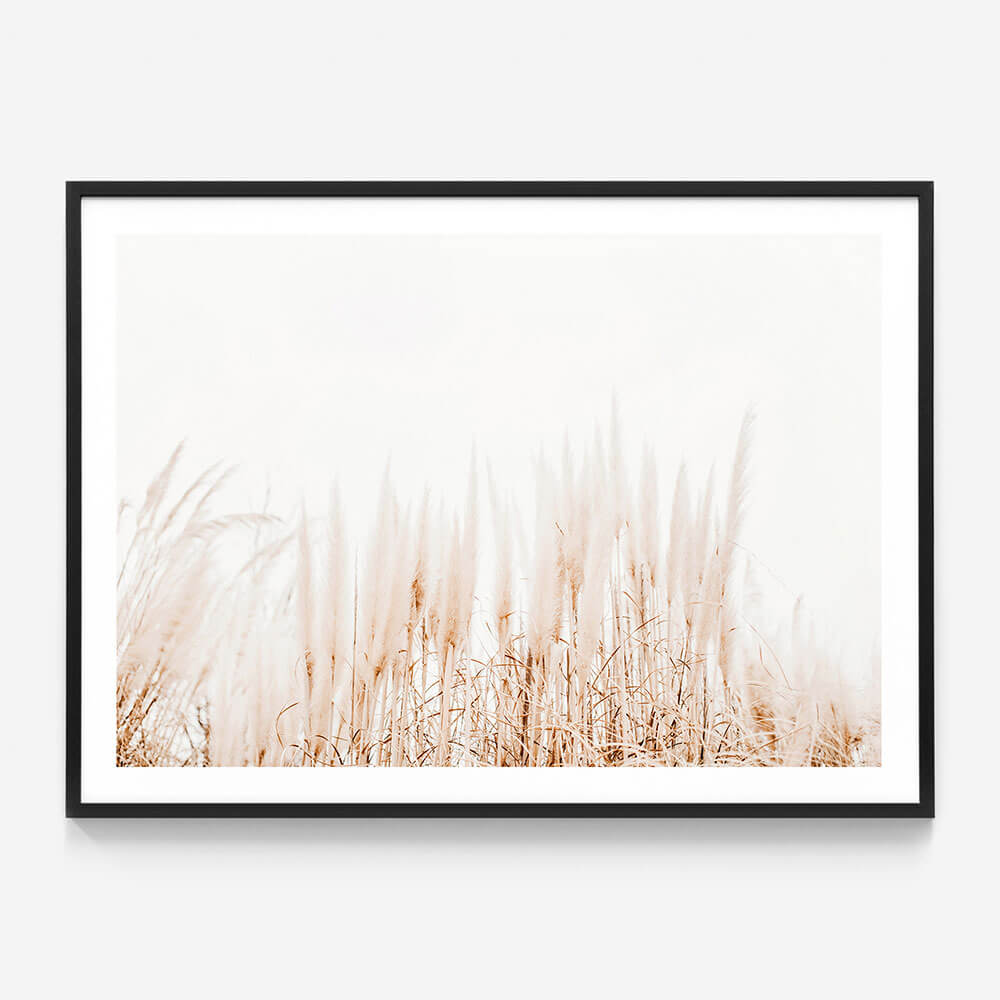 Pampas Grass