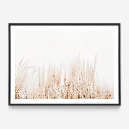 Pampas Grass