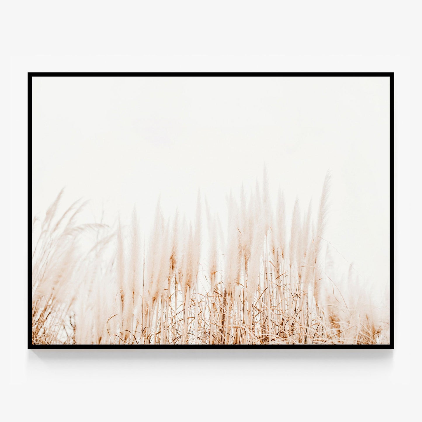 Pampas Canvas