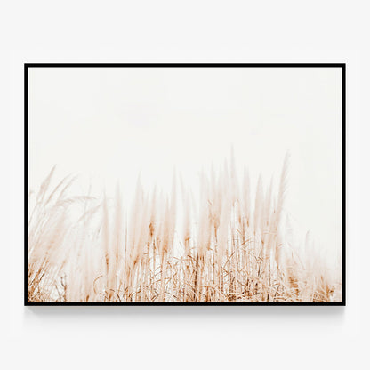 Pampas Canvas
