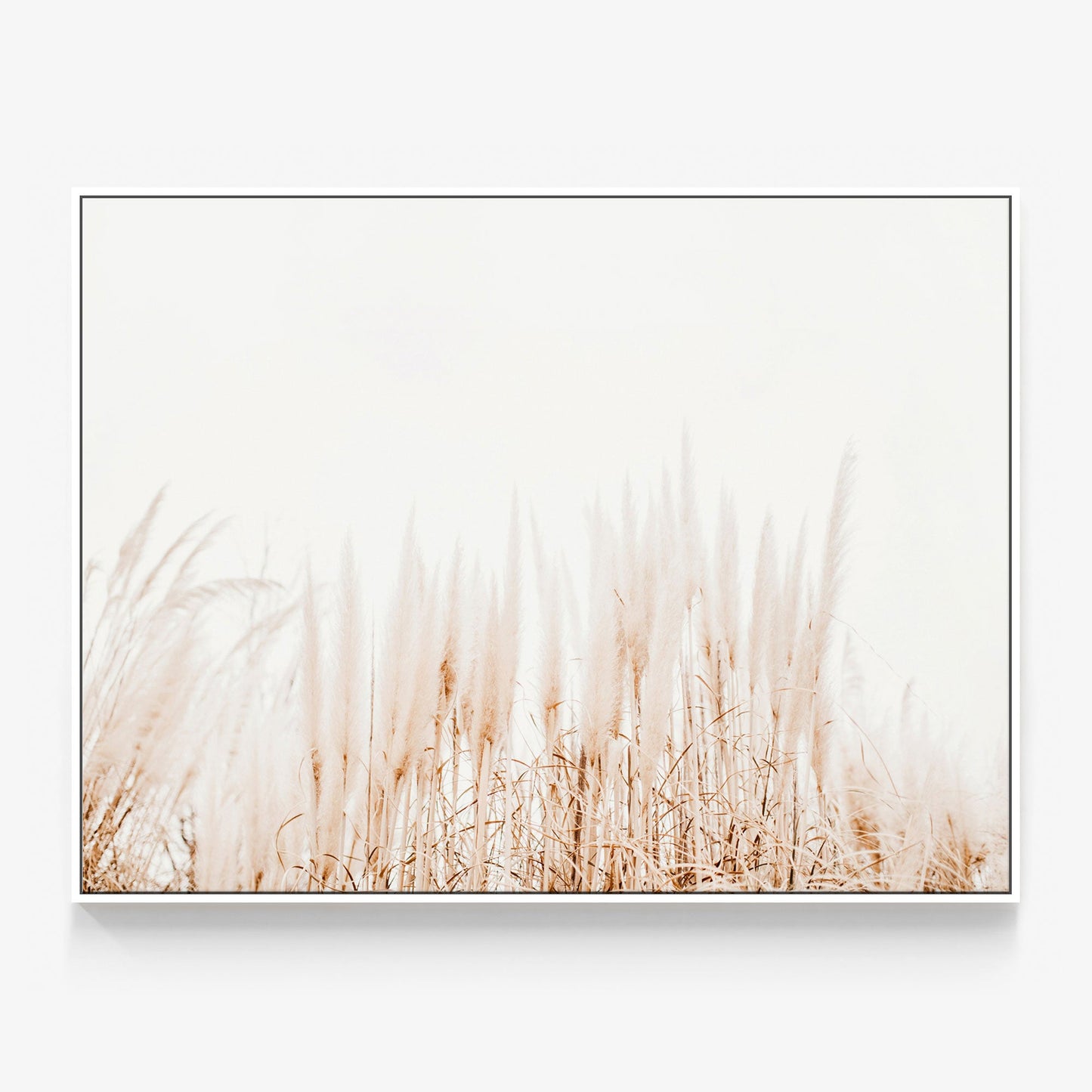 Pampas Canvas