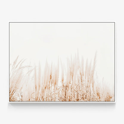 Pampas Canvas