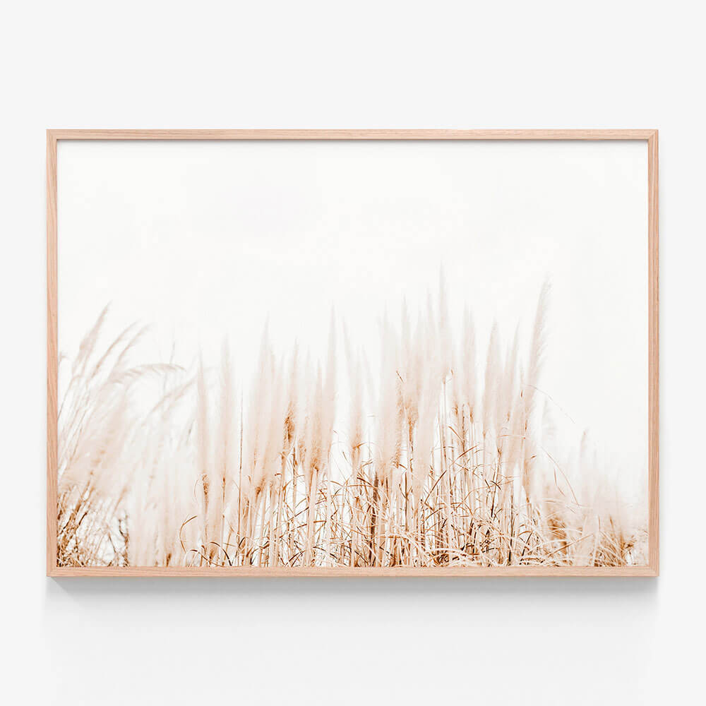 Pampas Grass