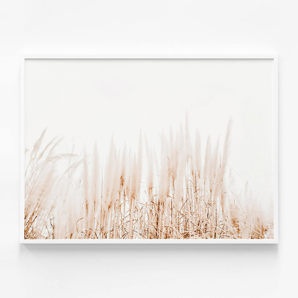 Pampas Grass