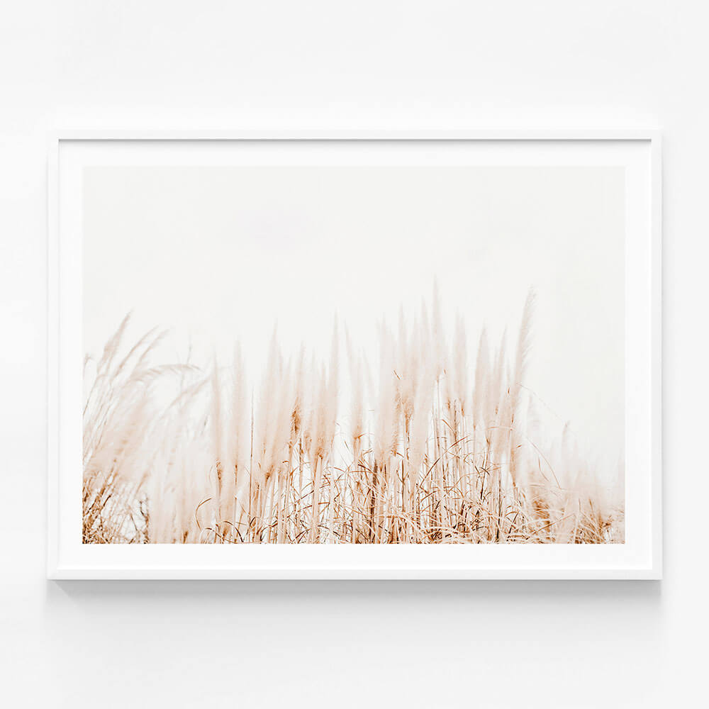 Pampas Grass