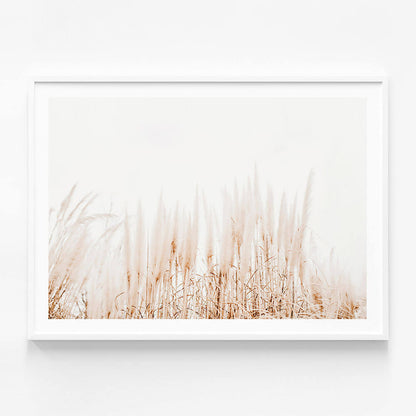 Pampas Grass
