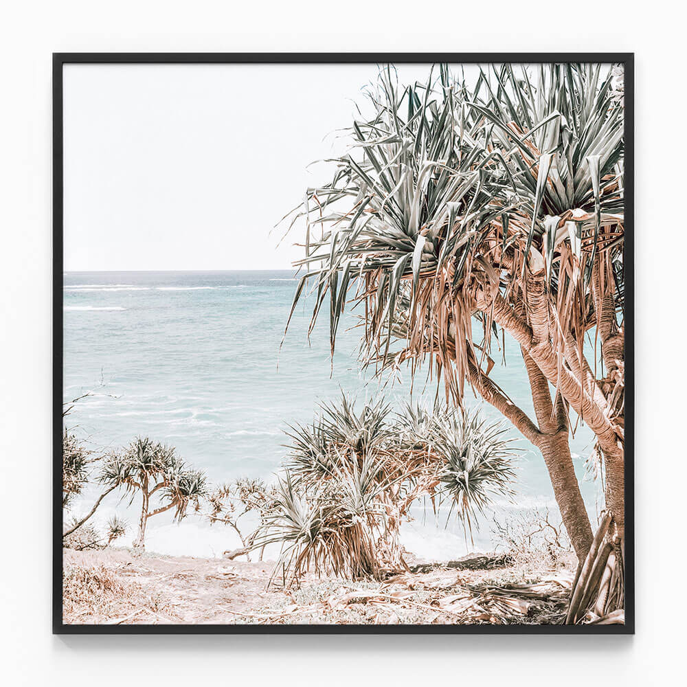Pandanus Palm