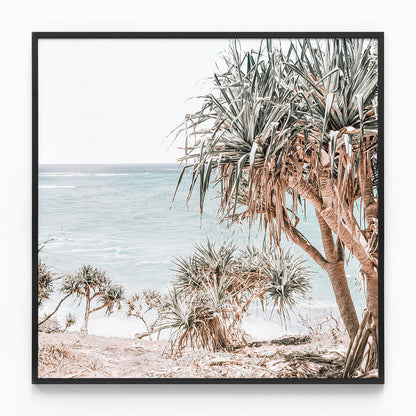 Pandanus Palm