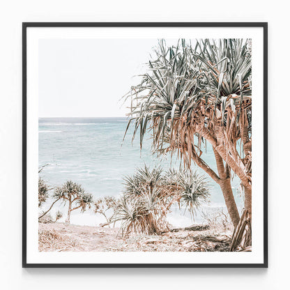 Pandanus Palm