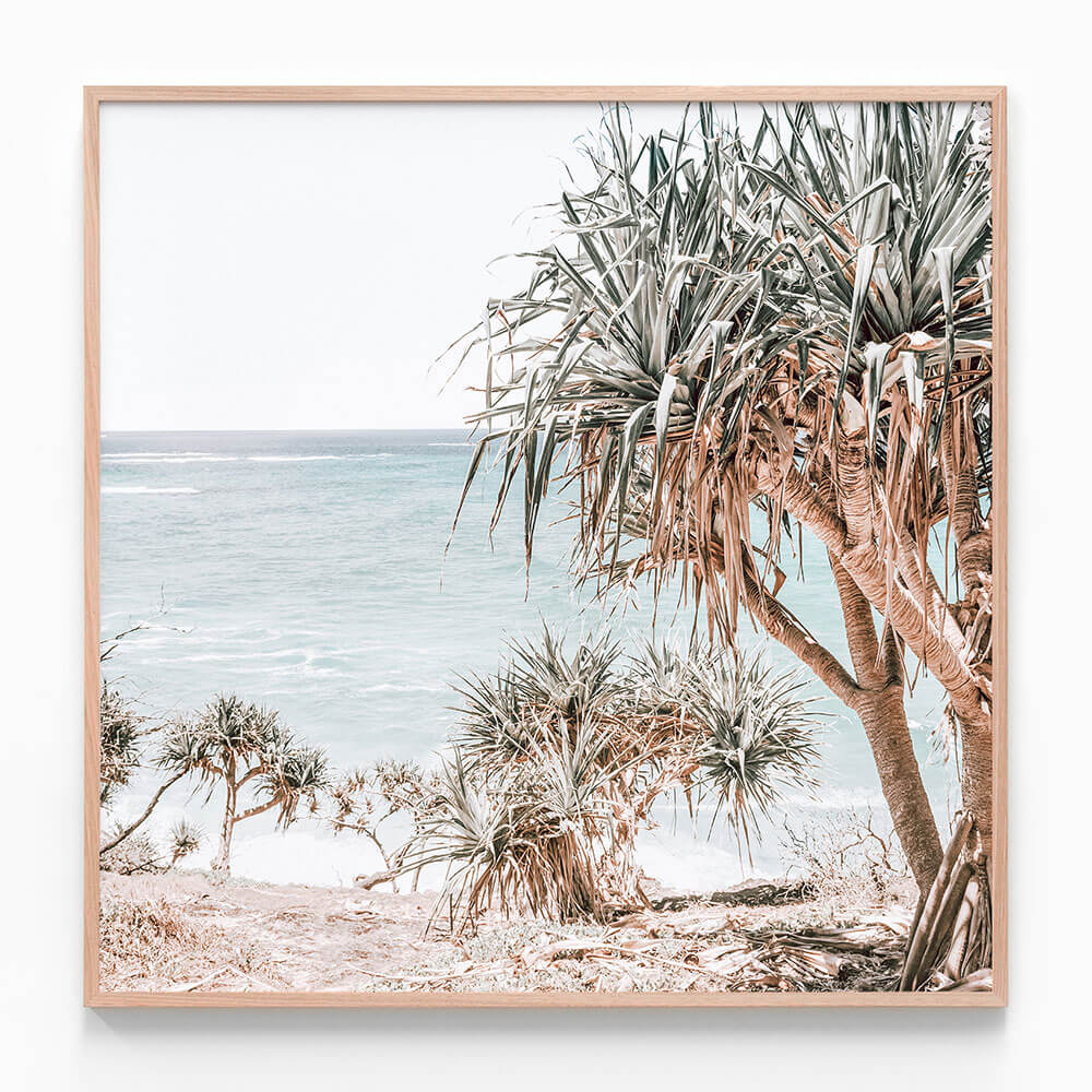 Pandanus Palm