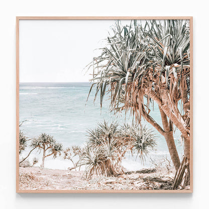 Pandanus Palm