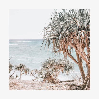 Pandanus Palm