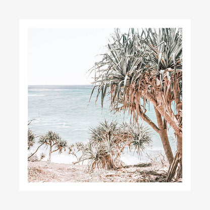 Pandanus Palm