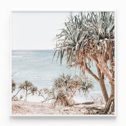 Pandanus Palm