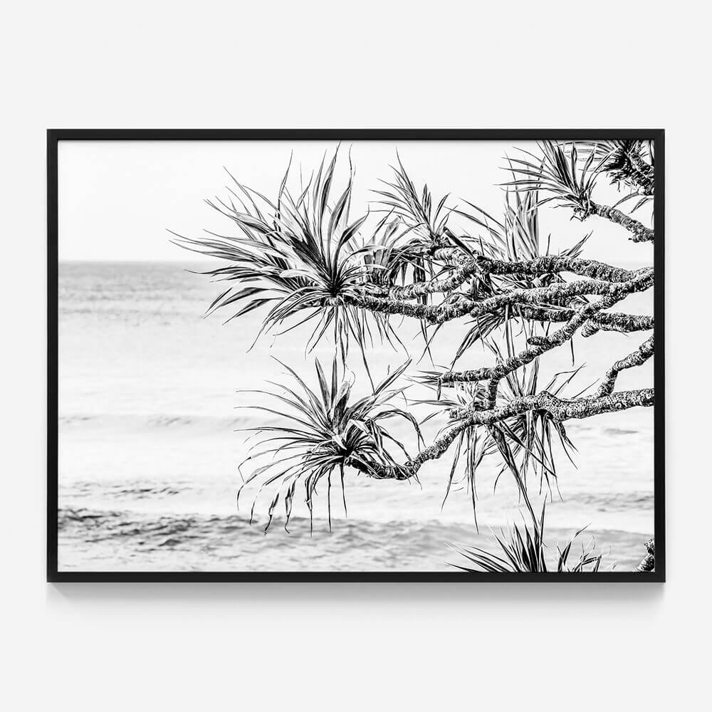 Pandanus View B&W
