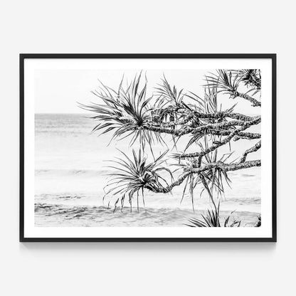 Pandanus View B&W