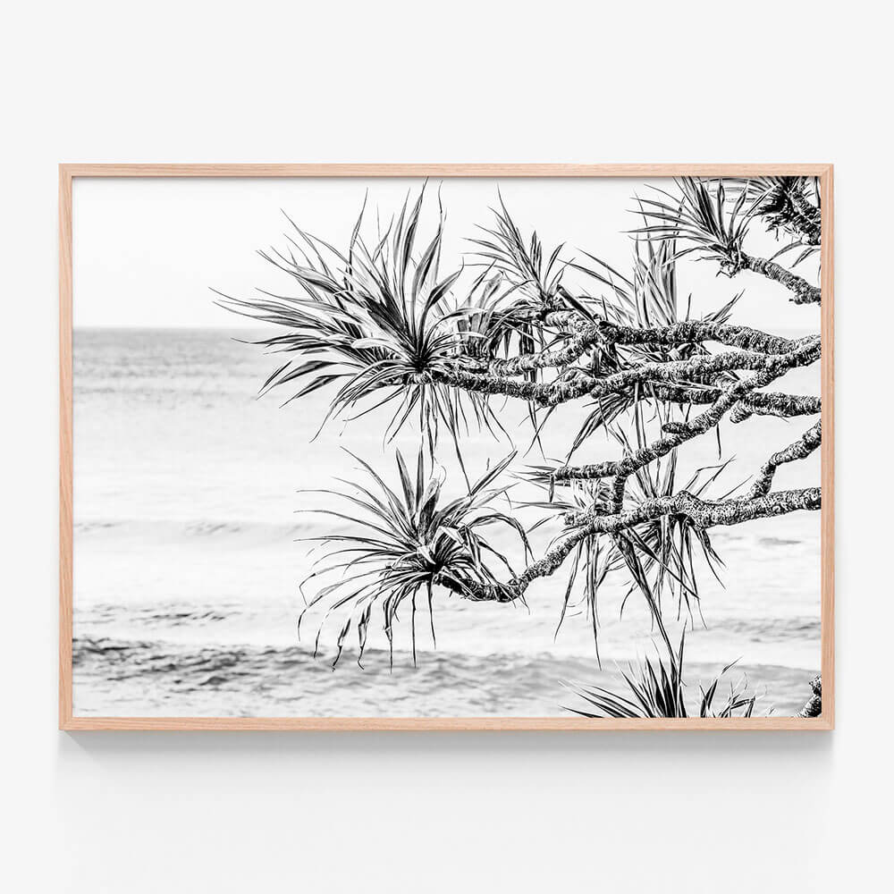 Pandanus View B&W