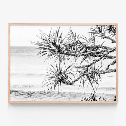 Pandanus View B&W