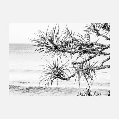 Pandanus View B&W