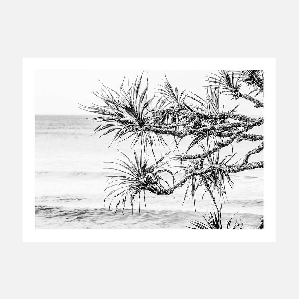 Pandanus View B&W