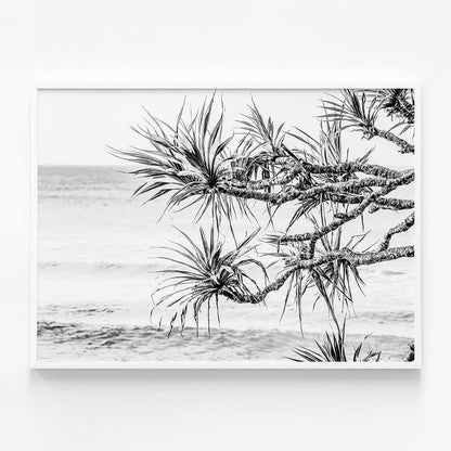 Pandanus View B&W