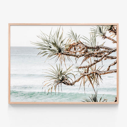 Pandanus View