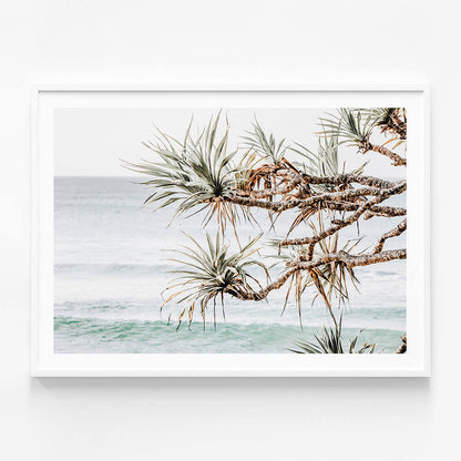 Pandanus View