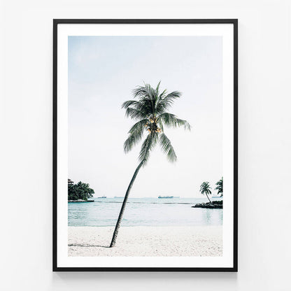 Paradise Palm Tree