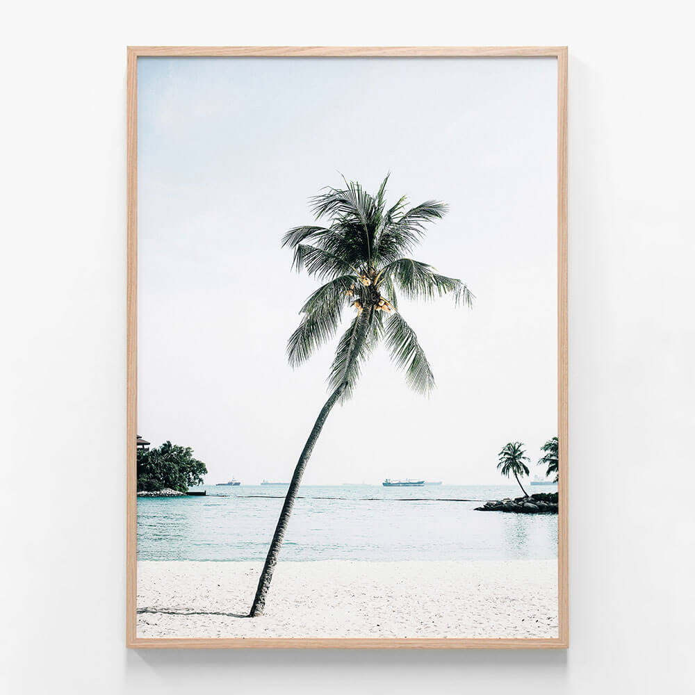 Paradise Palm Tree