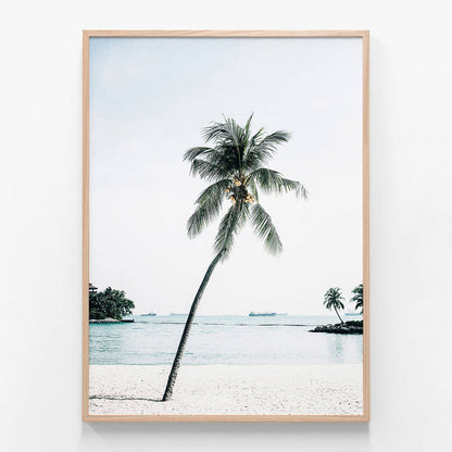 Paradise Palm Tree