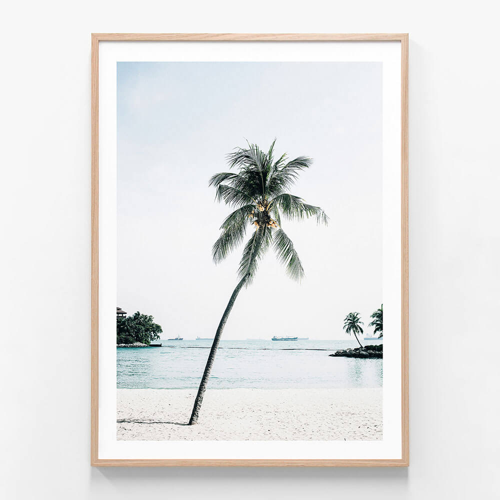 Paradise Palm Tree