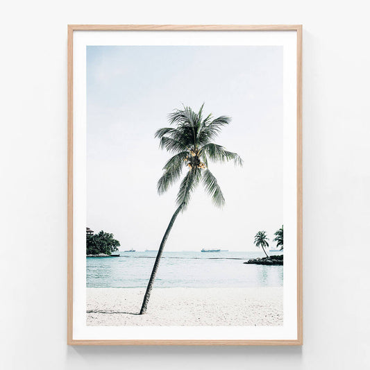 Paradise Palm Tree