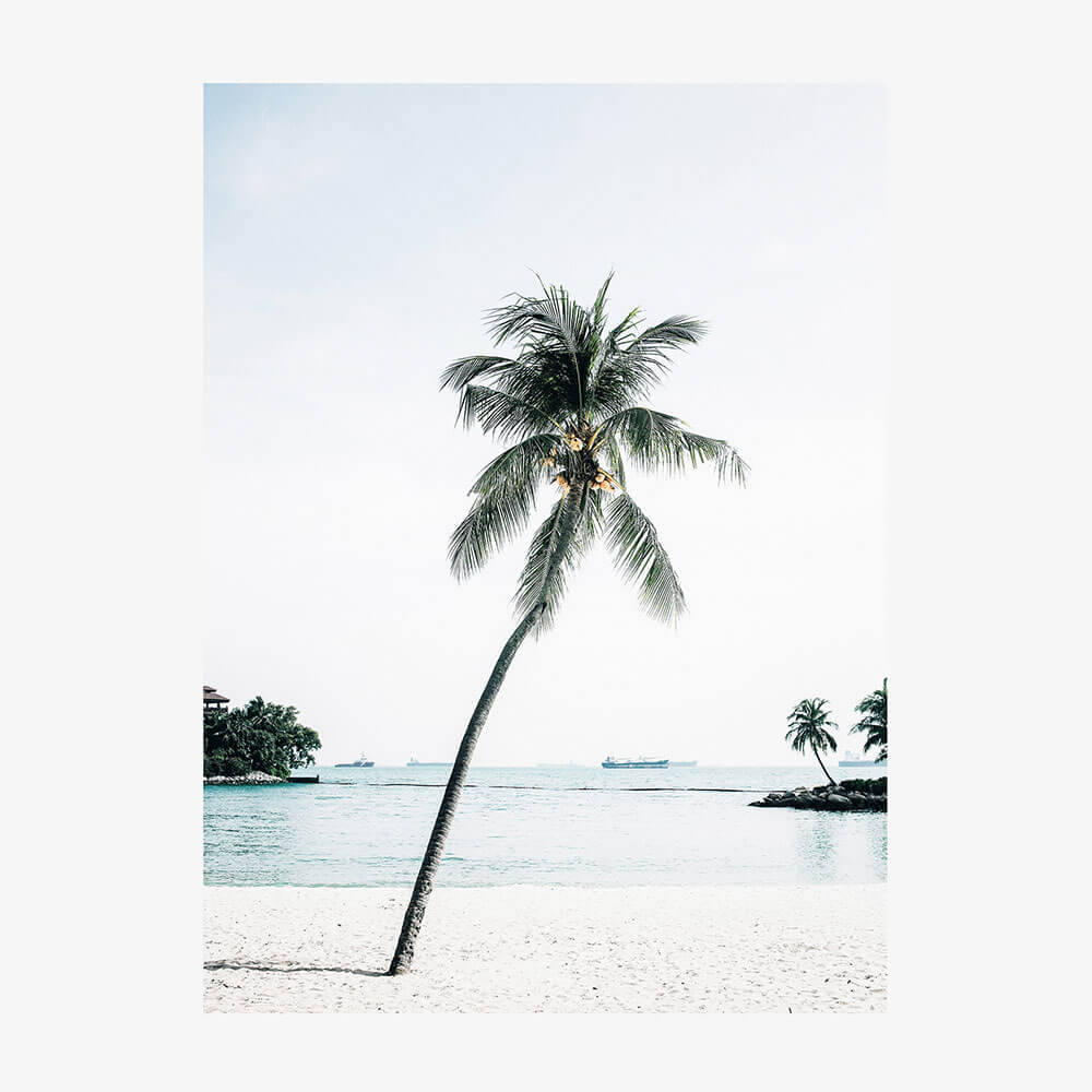 Paradise Palm Tree
