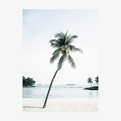 Paradise Palm Tree