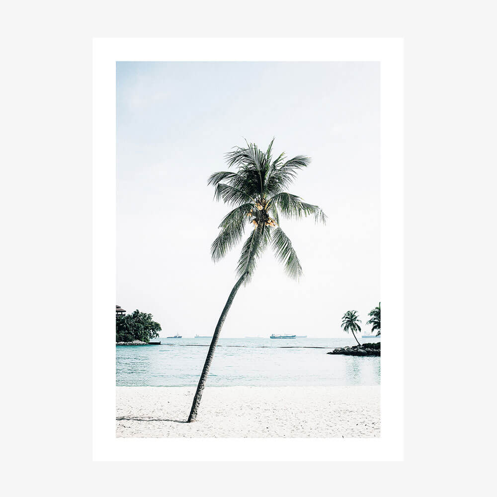 Paradise Palm Tree